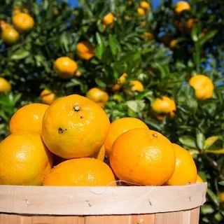 thumbnail for publication: Home Citrus Culture